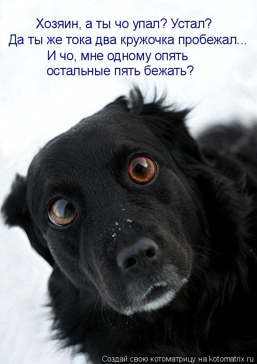 Котоматрица: Хозяин, а ты чо упал? Устал? Да ты же тока два кружочка пробежал... И чо, мне одному опять остальные пять бежать?