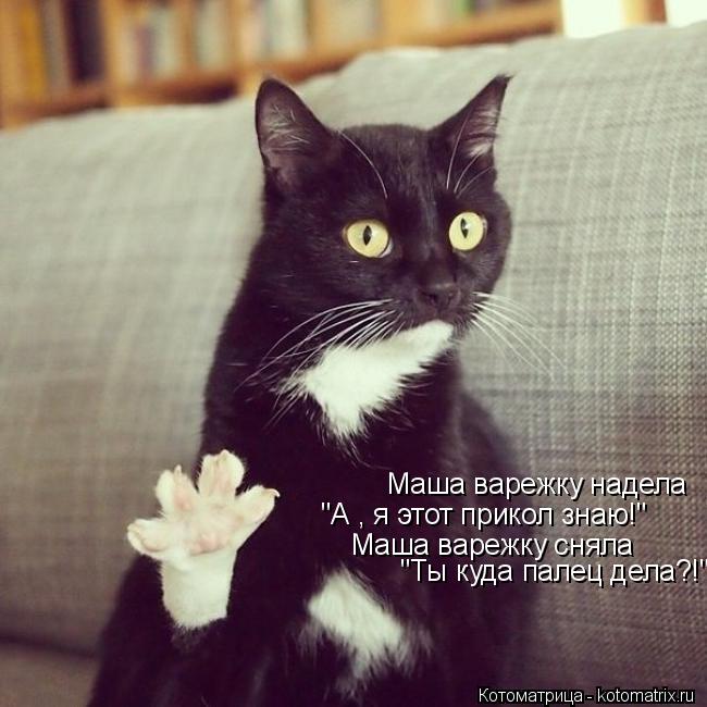 Котоматрица: Маша варежку надела "А , я этот прикол знаю!" Маша варежку сняла "Ты куда палец дела?!"