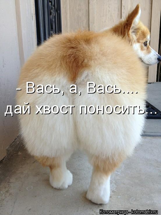 Котоматрица: - Вась, а, Вась.... дай хвост поносить...