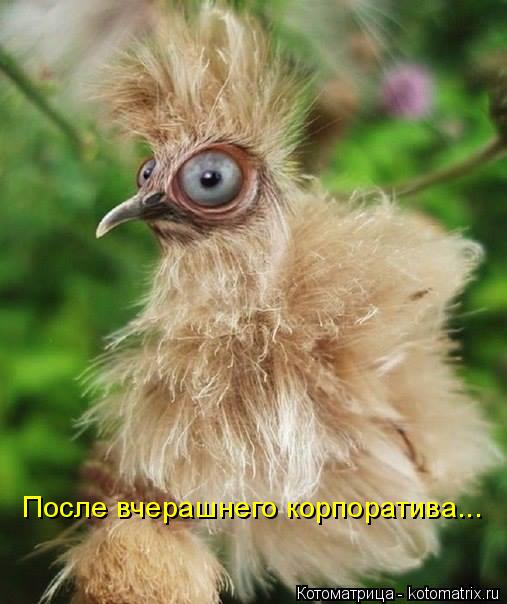 Котоматрица: После вчерашнего корпоратива...