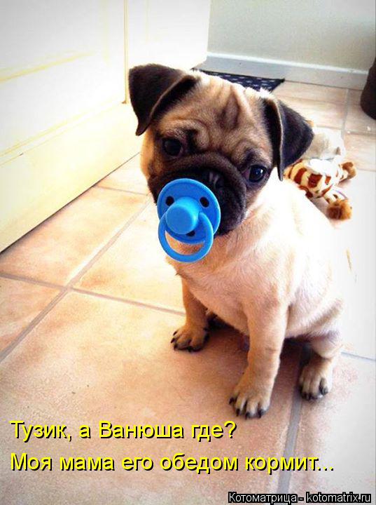 Котоматрица: Тузик, а Ванюша где? Моя мама его обедом кормит...