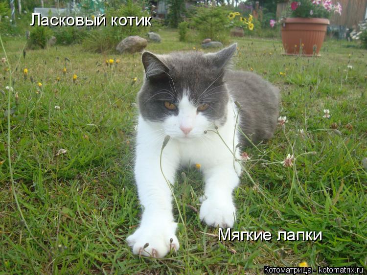 Котоматрица: Ласковый котик Мягкие лапки