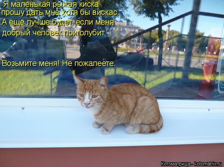 Котоматрица: Я маленькая рыжая киска прошу дать мне хотя бы вискас. А ещё лучше будет, если меня добрый человек приголубит. Возьмите меня! Не пожалеете.