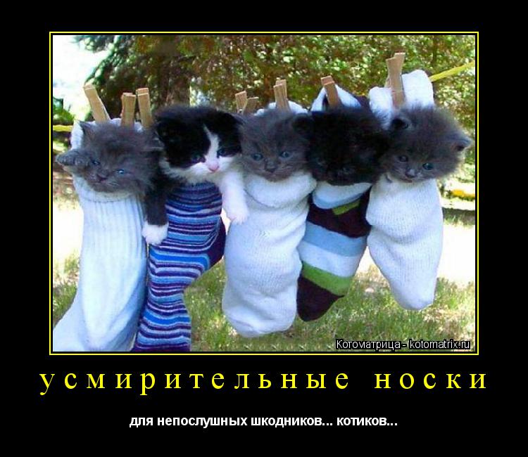 усмирительные носки для непослушных шкодников... котиков...... Котоматрица: усмирительные носки для непослушных шкодников... котиков...