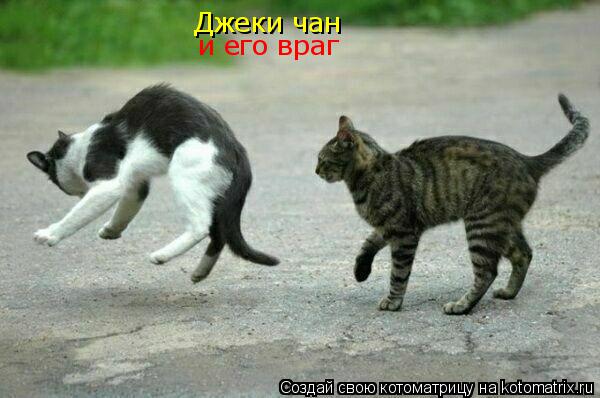 Котоматрица: Джеки чан и его враг