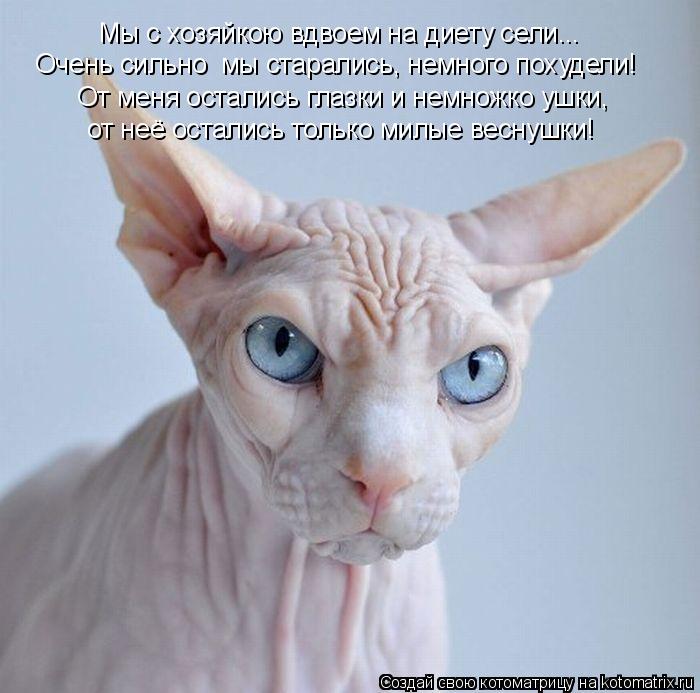 Котоматрица: Мы с хозяйкою вдвоем на диету сели... Очень сильно  мы старались, немного похудели!  От меня остались глазки и немножко ушки, от неё остались т