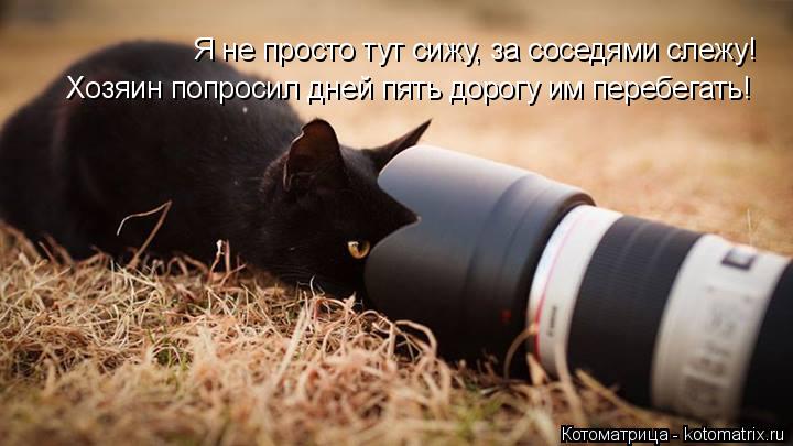 Котоматрица: Я не просто тут сижу, за соседями слежу! Хозяин попросил дней пять дорогу им перебегать!
