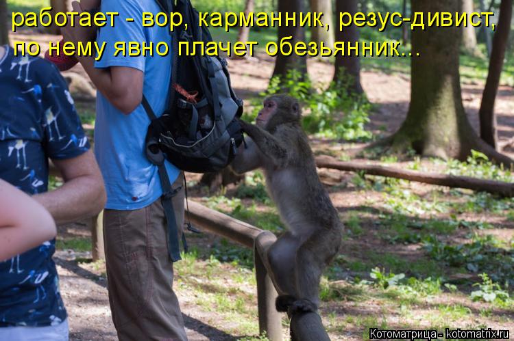 работает - вор, карманник, резус-дивист, по нему явно плачет обезьянник...... Котоматрица: работает - вор, карманник, резус-дивист, по нему явно плачет обезьянник...