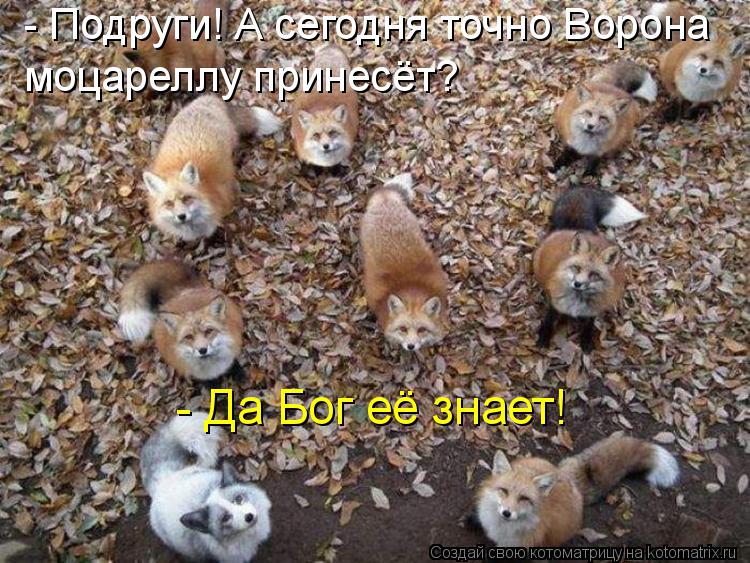 Котоматрица: - Подруги! А сегодня точно Ворона моцареллу принесёт? - Да Бог её знает!