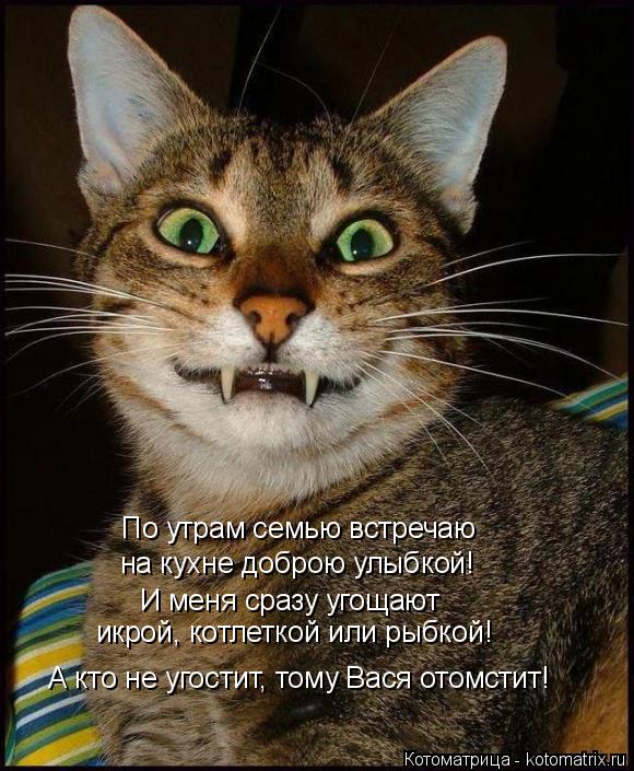 Котоматрица: По утрам семью встречаю  на кухне доброю улыбкой! И меня сразу угощают икрой, котлеткой или рыбкой! А кто не угостит, тому Вася отомстит!