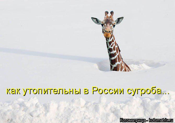 как утопительны в России сугроба...... Котоматрица: как утопительны в России сугроба...
