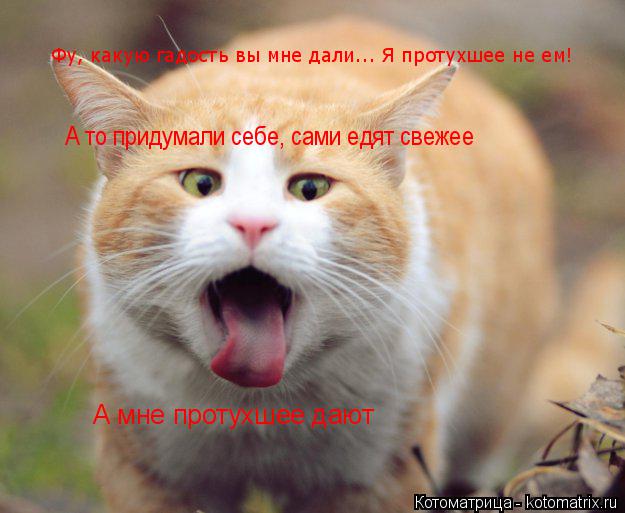 Фу, какую гадость вы мне дали... Я протухшее не ем! А то придумали себе, сами едят свежее А мне проту... Котоматрица: Фу, какую гадость вы мне дали... Я протухшее не ем! А то придумали себе, сами едят свежее А мне протухшее дают