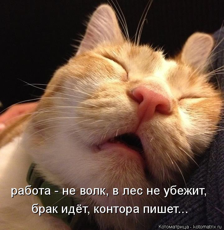 Котоматрица: работа - не волк, в лес не убежит, брак идёт, контора пишет...