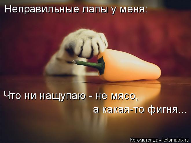 Котоматрица: Неправильные лапы у меня: Что ни нащупаю - не мясо,  а какая-то фигня...