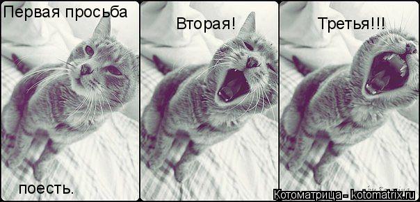 Котоматрица: Первая просьба поесть. Вторая! Третья!!!
