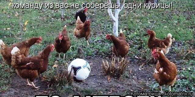 Котоматрица: команду из вас не соберёшь, одни курицы!..
