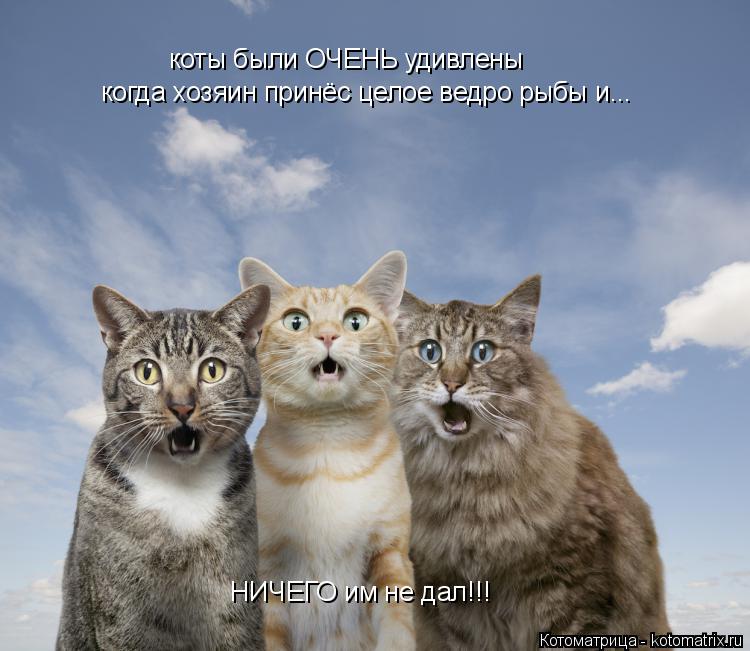 коты были ОЧЕНЬ удивлены когда хозяин принёс целое ведро рыбы и... НИЧЕГО им не дал!!!... Котоматрица: коты были ОЧЕНЬ удивлены когда хозяин принёс целое ведро рыбы и... НИЧЕГО им не дал!!!