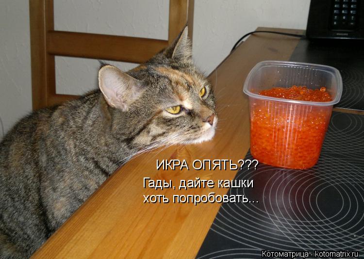 Котоматрица: ИКРА ОПЯТЬ??? Гады, дайте кашки хоть попробовать...