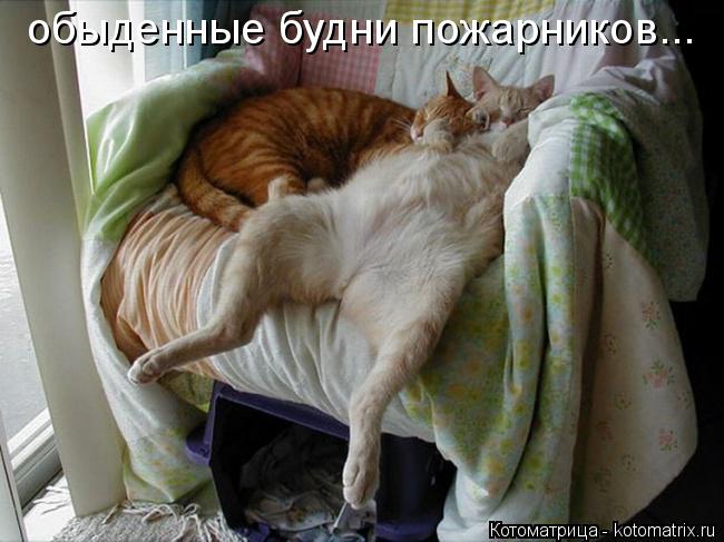 Котоматрица: обыденные будни пожарников...