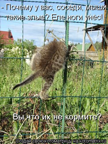 - Почему у вас, соседи, мыши такие злые? Еле ноги унёс! Вы что их не кормите?... Котоматрица: - Почему у вас, соседи, мыши такие злые? Еле ноги унёс! Вы что их не кормите?
