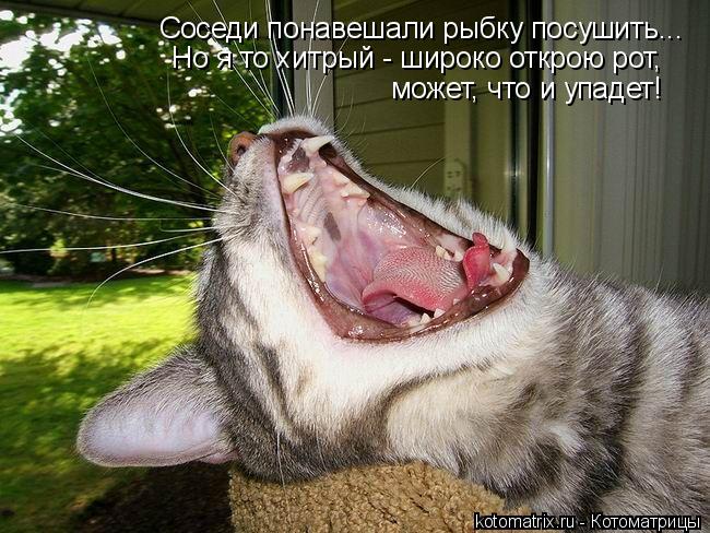 Соседи понавешали рыбку посушить... Но я то хитрый - широко открою рот, может, что и упадет!... Котоматрица: Соседи понавешали рыбку посушить... Но я то хитрый - широко открою рот, может, что и упадет!
