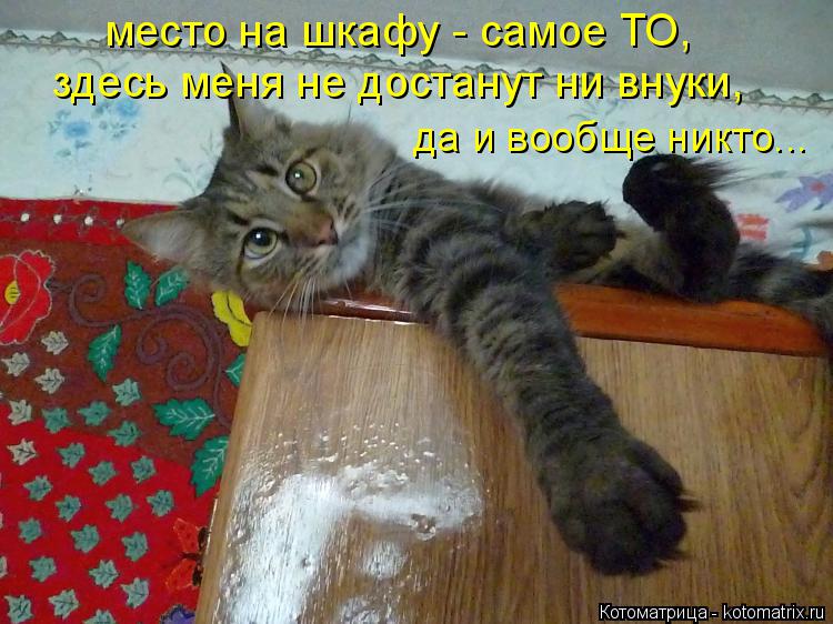 Котоматрица: место на шкафу - самое ТО, здесь меня не достанут ни внуки, да и вообще никто...