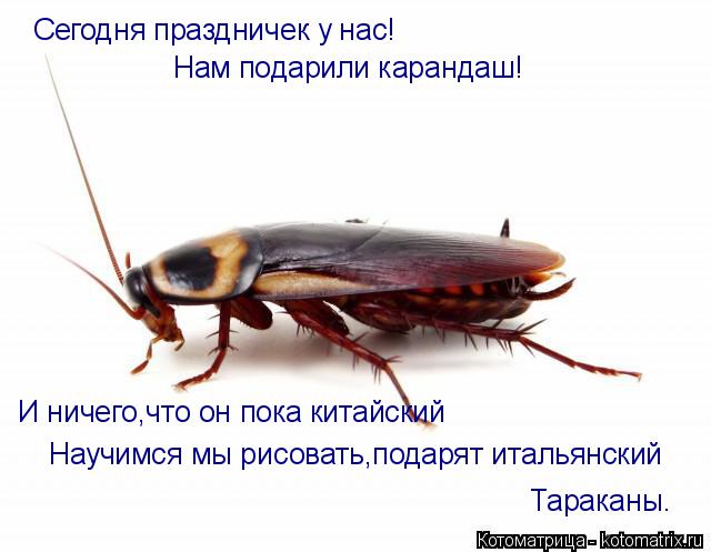 Котоматрица: Сегодня праздничек у нас! Нам подарили карандаш! И ничего,что он пока китайский Научимся мы рисовать,подарят итальянский Тараканы.