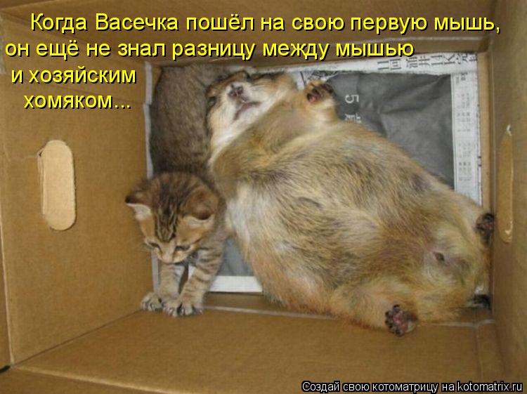 Котоматрица: Когда Васечка пошёл на свою первую мышь, он ещё не знал разницу между мышью и хозяйским хомяком...