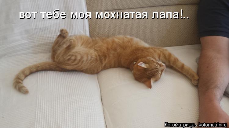 вот тебе моя мохнатая лапа!..... Котоматрица: вот тебе моя мохнатая лапа!..