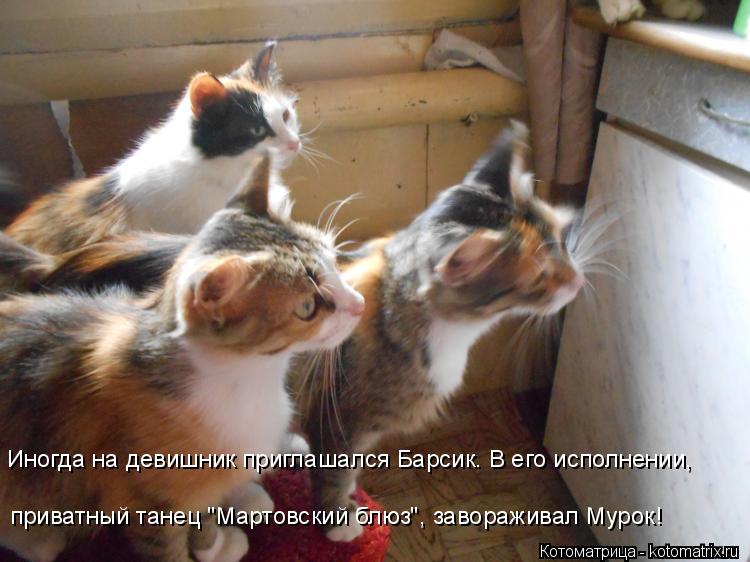 Котоматрица: Иногда на девишник приглашался Барсик. В его исполнении,  приватный танец "Мартовский блюз", завораживал Мурок!