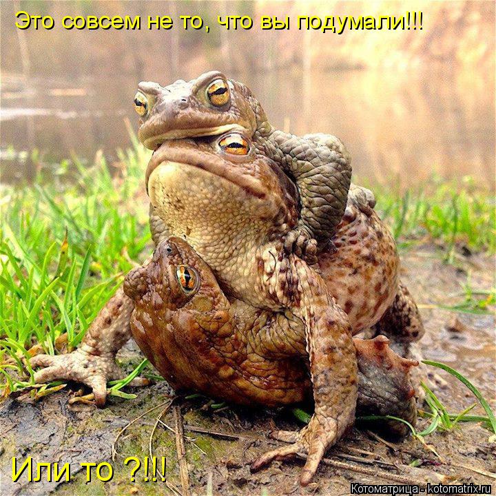 Это совсем не то, что вы подумали!!! Или то ?!!!... Котоматрица: Это совсем не то, что вы подумали!!! Или то ?!!!