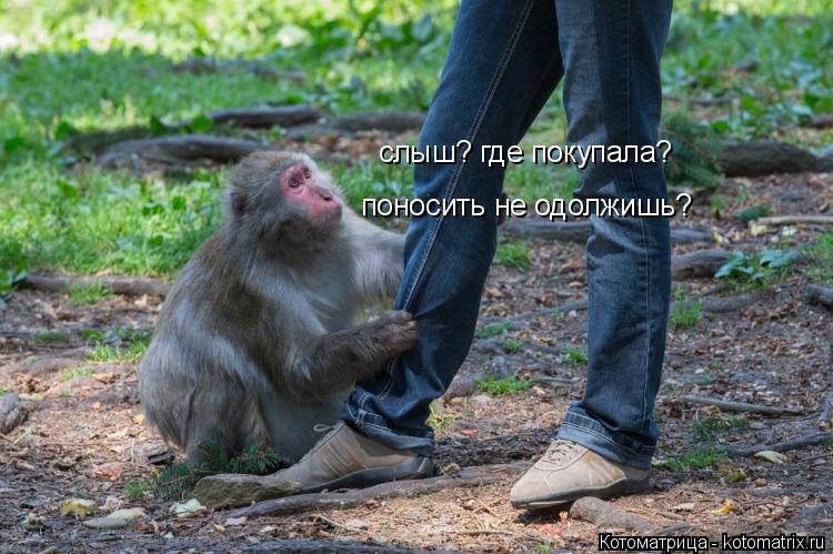 слыш? где покупала? поносить не одолжишь?... Котоматрица: слыш? где покупала? поносить не одолжишь?