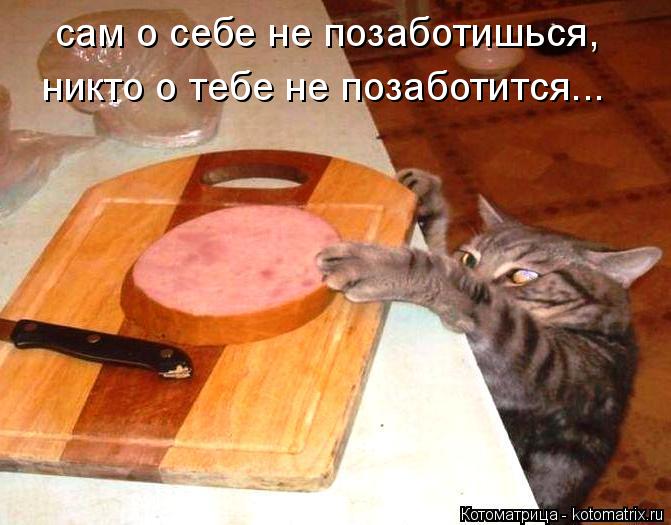 Котоматрица: сам о себе не позаботишься,  никто о тебе не позаботится...