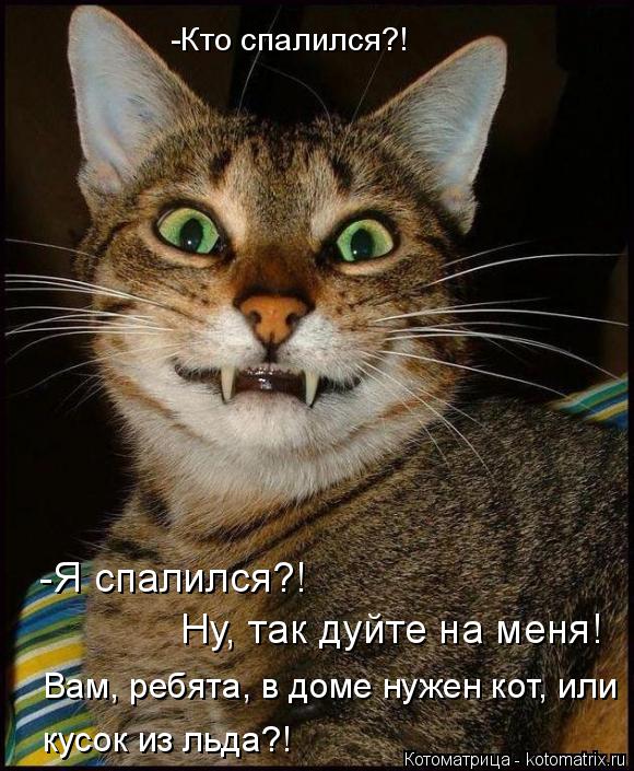 Котоматрица: -Кто спалился?! -Я спалился?! Ну, так дуйте на меня! Вам, ребята, в доме нужен кот, или кусок из льда?!