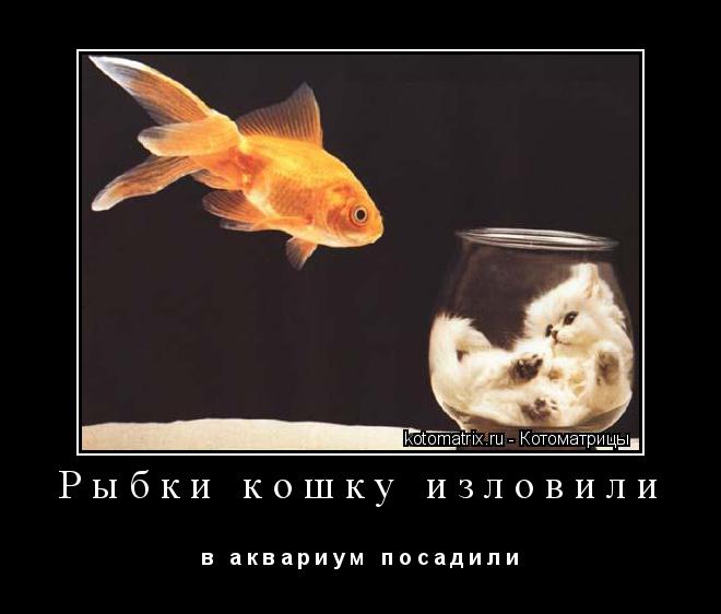 Рыбки кошку изловили в а к в а р и у м п о с а д и л и... Котоматрица: Рыбки кошку изловили в а к в а р и у м п о с а д и л и