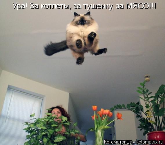 Ура! За котлеты, за тушенку, за МЯСО!!!... Котоматрица: Ура! За котлеты, за тушенку, за МЯСО!!!