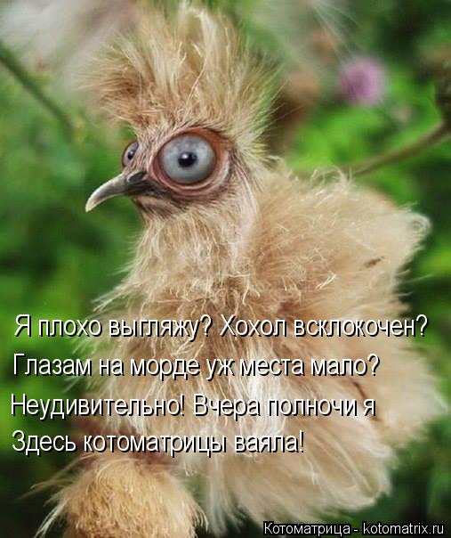 Я плохо выгляжу? Хохол всклокочен? Глазам на морде уж места мало? Неудивительно! Вчера полночи я Здес... Котоматрица: Я плохо выгляжу? Хохол всклокочен? Глазам на морде уж места мало? Неудивительно! Вчера полночи я Здесь котоматрицы ваяла!
