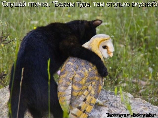 Слушай птичка: "Бежим туда, там столько вкусного"!!!... Котоматрица: Слушай птичка: "Бежим туда, там столько вкусного"!!!