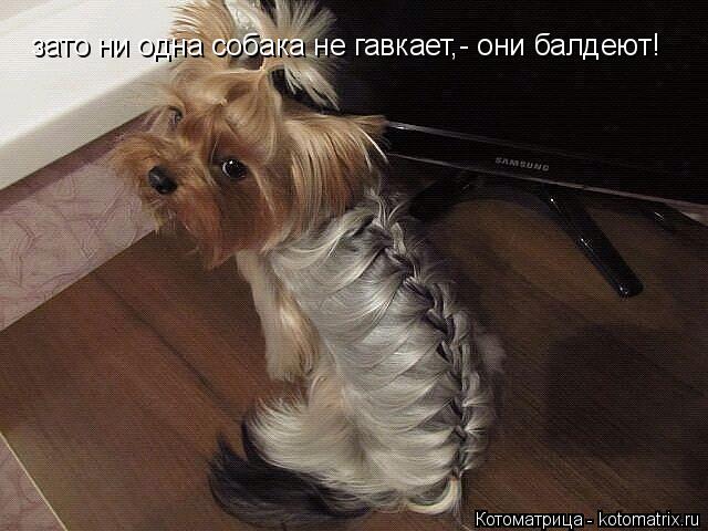 Котоматрица: зато ни одна собака не гавкает,- они балдеют!