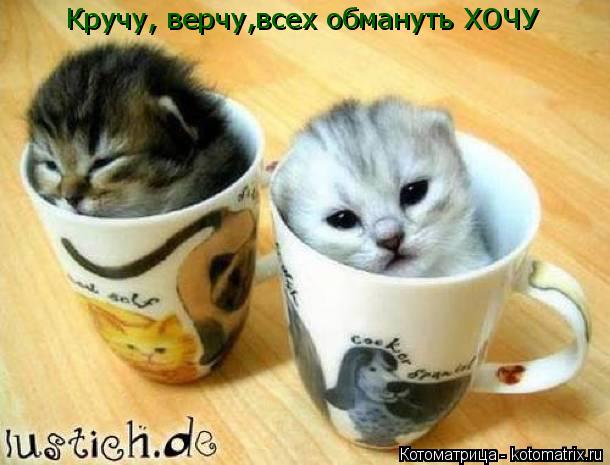 Кручу, верчу,всех обмануть ХОЧУ... Котоматрица: Кручу, верчу,всех обмануть ХОЧУ