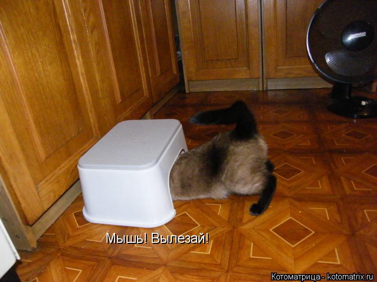 Мышь! Вылезай!... Котоматрица: Мышь! Вылезай!