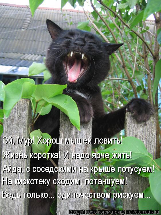 Айда, с соседскими на крыше потусуем! Эй, Мур! Хорош мышей ловить! Жизнь коротка! И надо ярче жить! Н... Котоматрица: Айда, с соседскими на крыше потусуем! Эй, Мур! Хорош мышей ловить! Жизнь коротка! И надо ярче жить! На кискотеку сходим, потанцуем! Ведь только