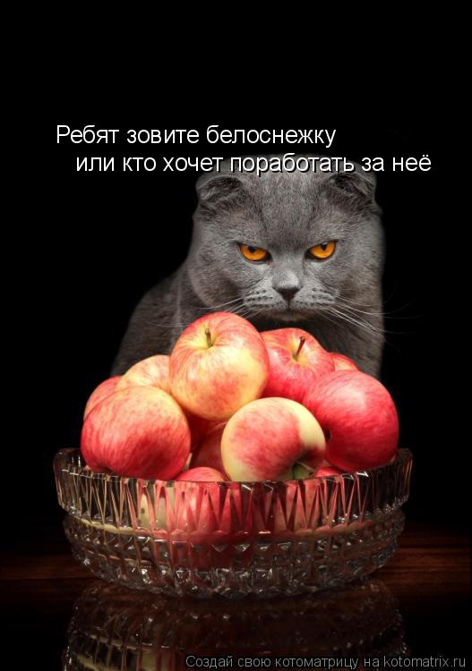 Ребят зовите белоснежку или кто хочет поработать за неё или кто хочет поработать за неё... Котоматрица: Ребят зовите белоснежку или кто хочет поработать за неё или кто хочет поработать за неё