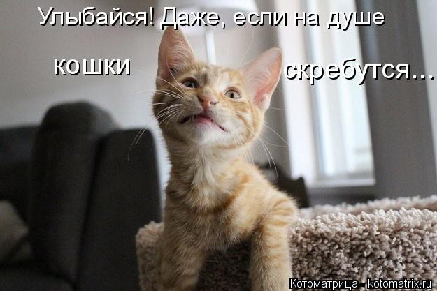 Улыбайся! Даже, если на душе кошки скребутся...... Котоматрица: Улыбайся! Даже, если на душе кошки скребутся...