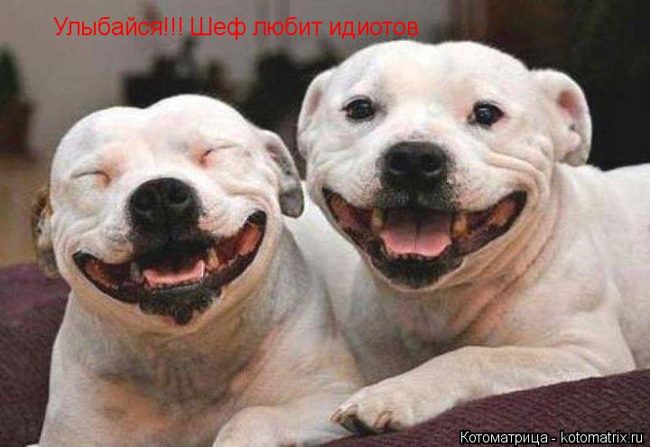 Улыбайся!!! Шеф любит идиотов... Котоматрица: Улыбайся!!! Шеф любит идиотов