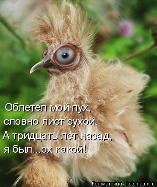 Облетел мой пух, словно лист сухой. А тридцать лет назад, я был...ох какой!... Котоматрица: Облетел мой пух, словно лист сухой. А тридцать лет назад, я был...ох какой!