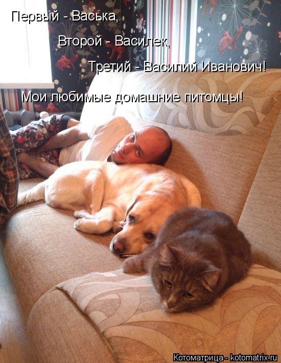 Первый - Васька, Второй - Василек, Третий - Василий Иванович! Мои любимые домашние питомцы!... Котоматрица: Первый - Васька, Второй - Василек, Третий - Василий Иванович! Мои любимые домашние питомцы!