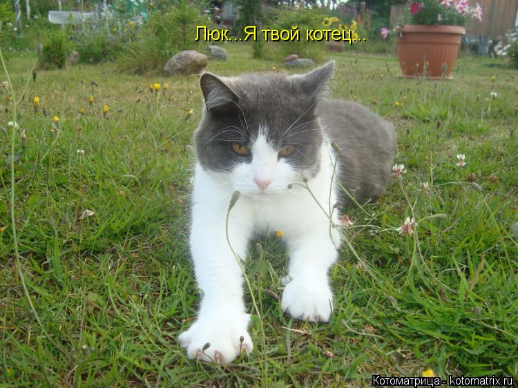 Люк...Я твой котец... Люк...Я твой котец...... Котоматрица: Люк...Я твой котец... Люк...Я твой котец...