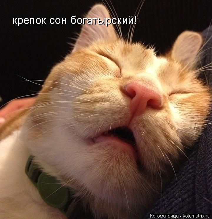 Котоматрица: крепок сон богатырский!