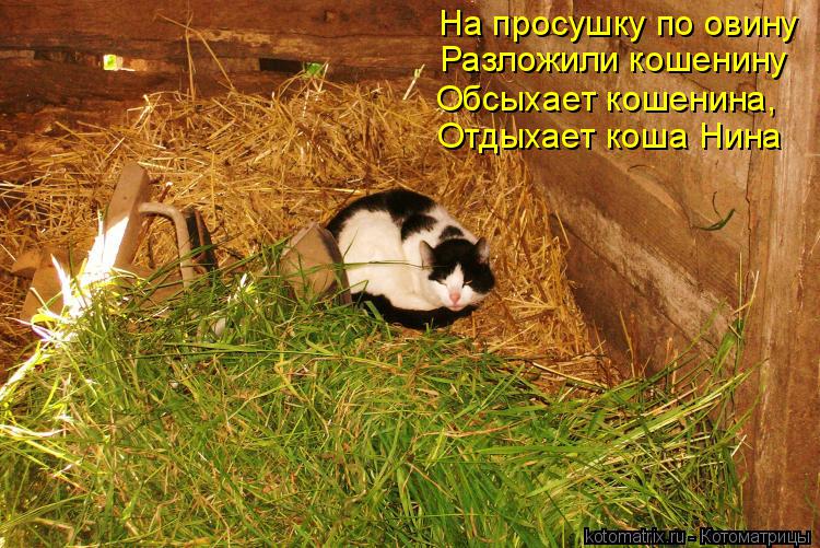 На просушку по овину Разложили кошенину Отдыхает коша Нина Обсыхает кошенина,... Котоматрица: На просушку по овину Разложили кошенину Отдыхает коша Нина Обсыхает кошенина,